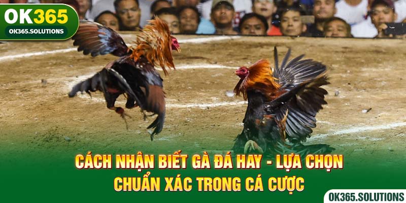 Cách Nhận Biết Gà Đá Hay - Lựa Chọn Chuẩn Xác Trong Cá Cược