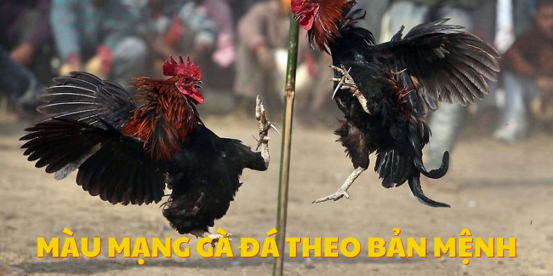 Bí quyết chọn lựa theo bản mệnh chuẩn, đảm bảo thắng chắc