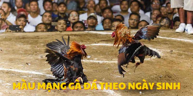 Kinh nghiệm chọn dựa trên ngày tháng năm sinh của chiến kê