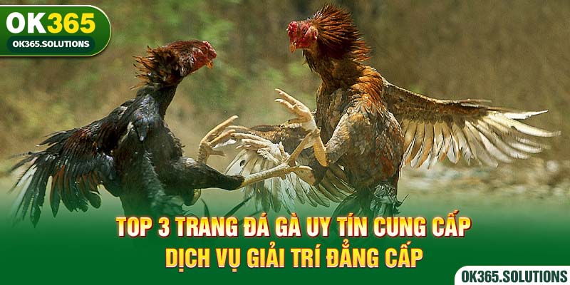 Top 3 Trang Đá Gà Uy Tín Cung Cấp Dịch Vụ Giải Trí Đẳng Cấp